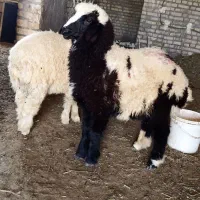 ملاصدرا