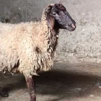 میش‌بره‌دوقلو