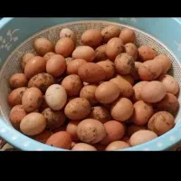 تخم مرغ نطفه دار
