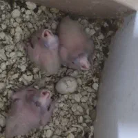 جوجه عروس هلندی|پرنده|مشهد, کوی المهدی|دیوار