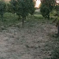 زمین کشاورزی سه هزار متر باغ گیلاس پنچ ساله