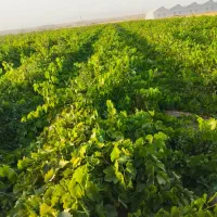 نهال انگور با ضمانت کتبی|خدمات باغبانی و درختکاری|تاکستان, |دیوار