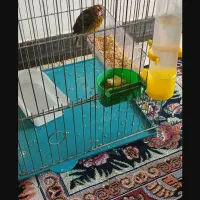 برادر اول بخون بعد تماس