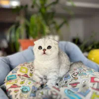 گربه اسکاتیش و بریتیش مجموعه کت سیتی