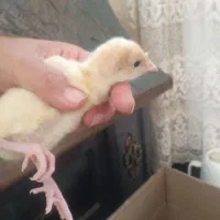 جوجه بوقلمون بیوتی