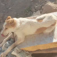 توله سرابی ۴نیم ماهه|سگ|باسمنج, |دیوار