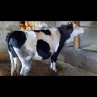 تلیسه سمینتال آبستن ۸ ماهه|حیوانات مزرعه|سروآباد, |دیوار