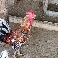 تعداد 15 عدد تخم مرغ گلین تازه|خوردنی و آشامیدنی|برازجان, |دیوار