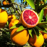 آب برق گاز سر زمین / ۱۷۰ متر شخصی/ دور دیوار|فروش زمین و ملک کلنگی|بابل, |دیوار