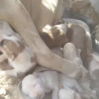 توله سگ سرابی ماده