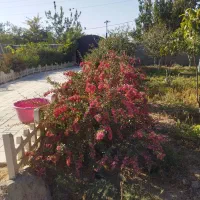 خدمات باغبانی با اکیپ مجرب