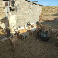 کره ماده دورگ سانن