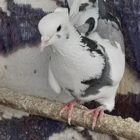 کاشونی تهرونی