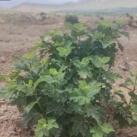 کارگر باغ و کشاورزی ا ت ب ا ع