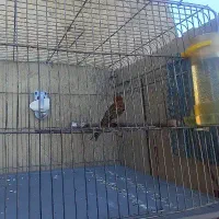 قناری فائو سوخته ابلغ هرسه نر شلاقی سلامت کامل|پرنده|اصفهان, حصه جنوبی|دیوار