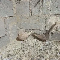 شهری بهبهونی|پرنده|شیراز, شهرک مطهری|دیوار