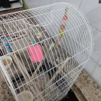 یک جفت عروس هلندی با قفس|پرنده|یزد, |دیوار