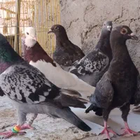 پرنده|پرنده|شیراز, آزادگان|دیوار