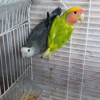 طوطی برزیلی و مرغ عشق|پرنده|رشت, هلال احمر|دیوار