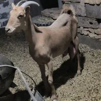 بز شیری