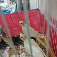 جوجه عروس هلندی