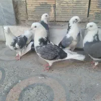 کبوتر شازده  ابلق  سبز   تهرونی   فلاورجان|پرنده|اصفهان, کوی امیریه|دیوار