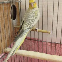 جفت عروس هلندی مولد کارداده سخنگو حلقه پا|پرنده|بومهن, |دیوار