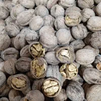 گردو|خدمات باغبانی و درختکاری|پردیس, فاز ۲|دیوار