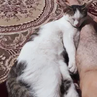 گربه گمشده کوی حسینی