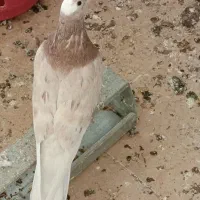 کبوتر نر و ماده باجوجه|پرنده|تهران, خاوران|دیوار