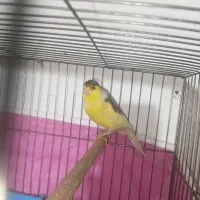 دو جفت قناری نر و ماده