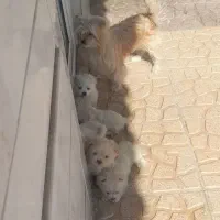 سگ پامر اشپیتز فوقالعاده توله باهوش و نژاد خوب