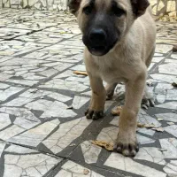 سگ سراب نر و ماده|سگ|رشت, فرزانه|دیوار