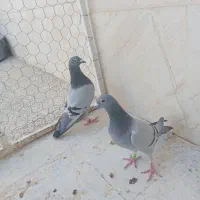 کبوتر مسافتی|پرنده|شیراز, شهرک گلها|دیوار