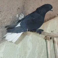 کبوتر