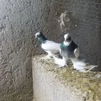 کبوتر طوقی (طوق)