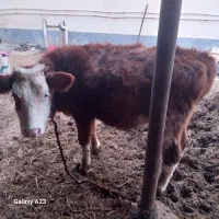 گوساله سیمینتال قرمز