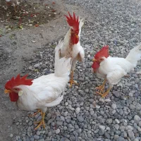 خروس فروشی