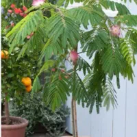 درخت ابریشم ، نهال ابریشم ،گلخانه نهالستان در مشهد