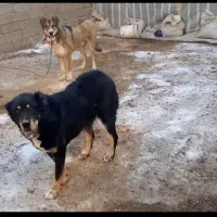 واگذاری سگ سرابی