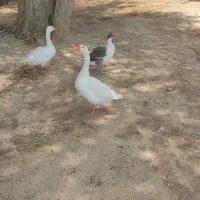 غاز سالم