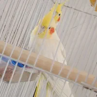 باسلام  دوتاعروس هلندی معاوضه با مرغ یا جوجه۱ماهه