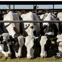 استخدام کارگر گاوداری|استخدام صنعتی، فنی، مهندسی|داراب, |دیوار