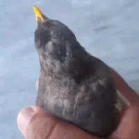 یک عدد مرغ مینا اطراف حسن آباد از من گمشده