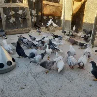 کفتر سار سرو کلاغ