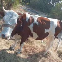 گاو ماده|حیوانات مزرعه|توکهور, |دیوار