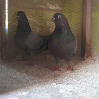 کبوتر، کفتر، پرشی