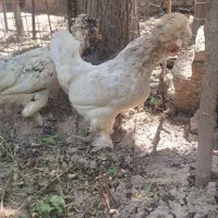 مرغ سلطان