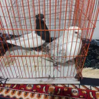 کبوتر درجه یک خوشگل