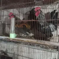 مرغ و خروس و جوجه جاپنیز ریز جثه